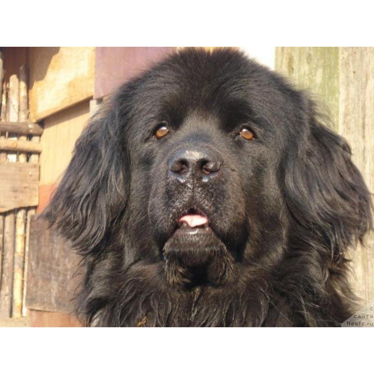 Ньюфаундленд (порода собак)