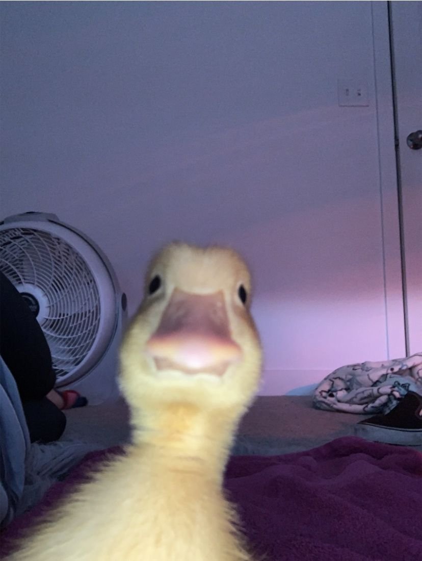 Упоротая утка