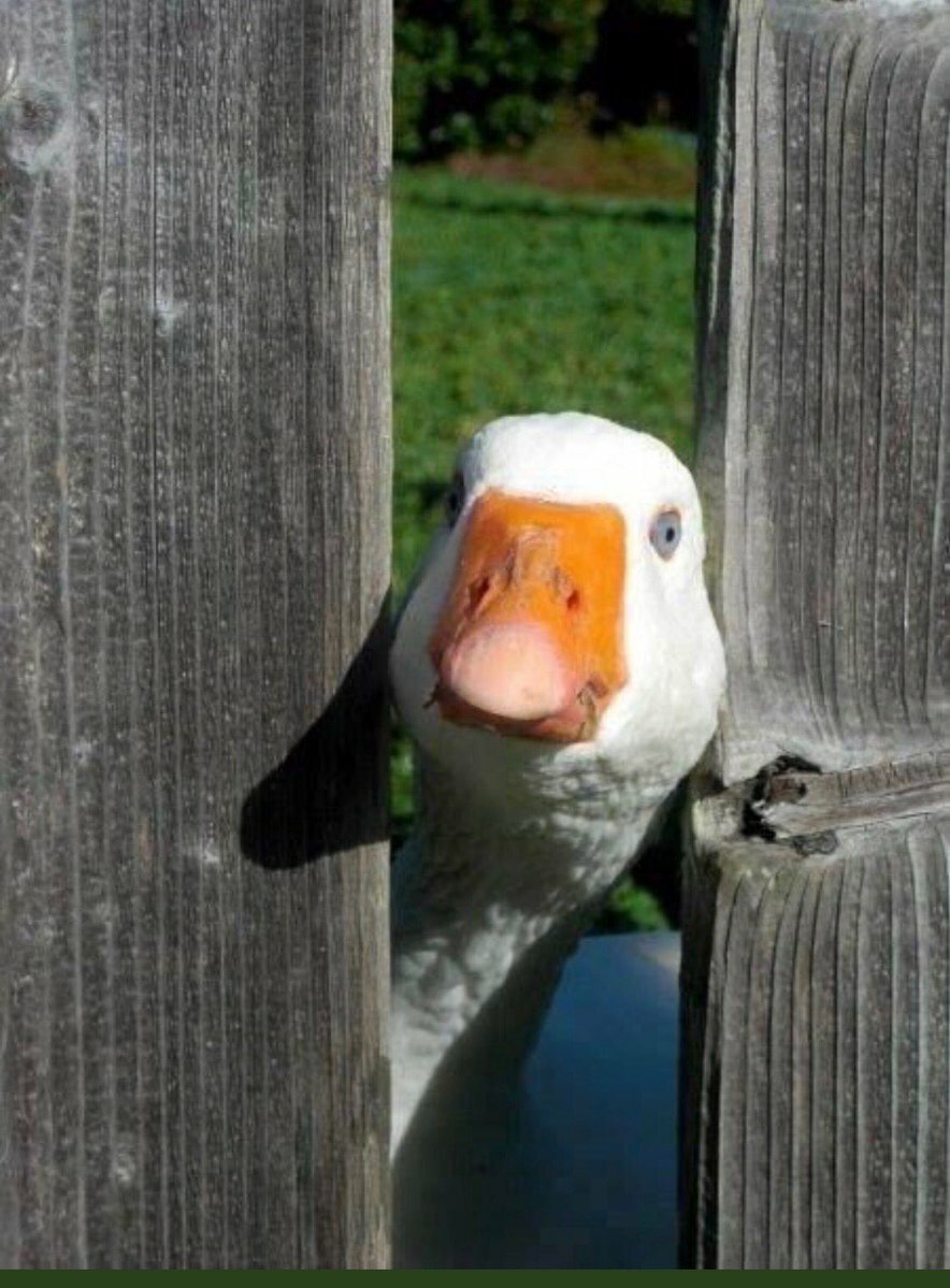 Удивленный Гусь