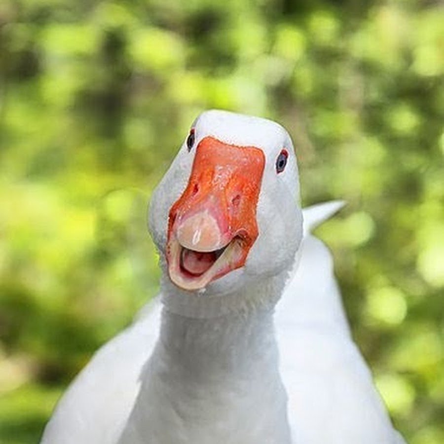 Радостный Гусь