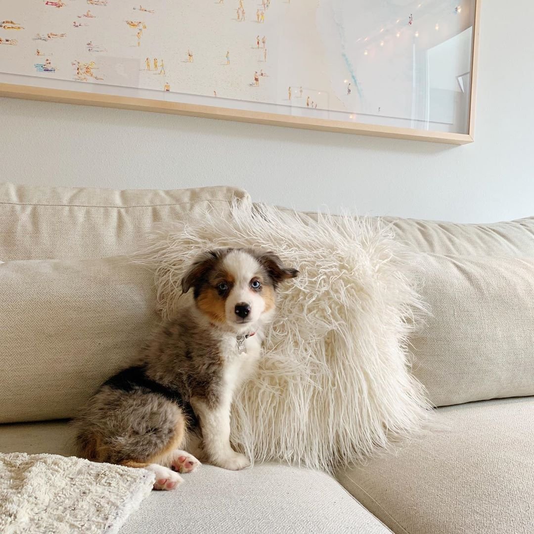 Элли ди петс Джина