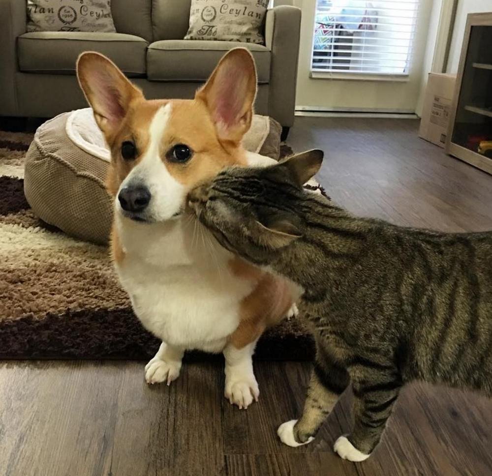 Вельш корги и кошки