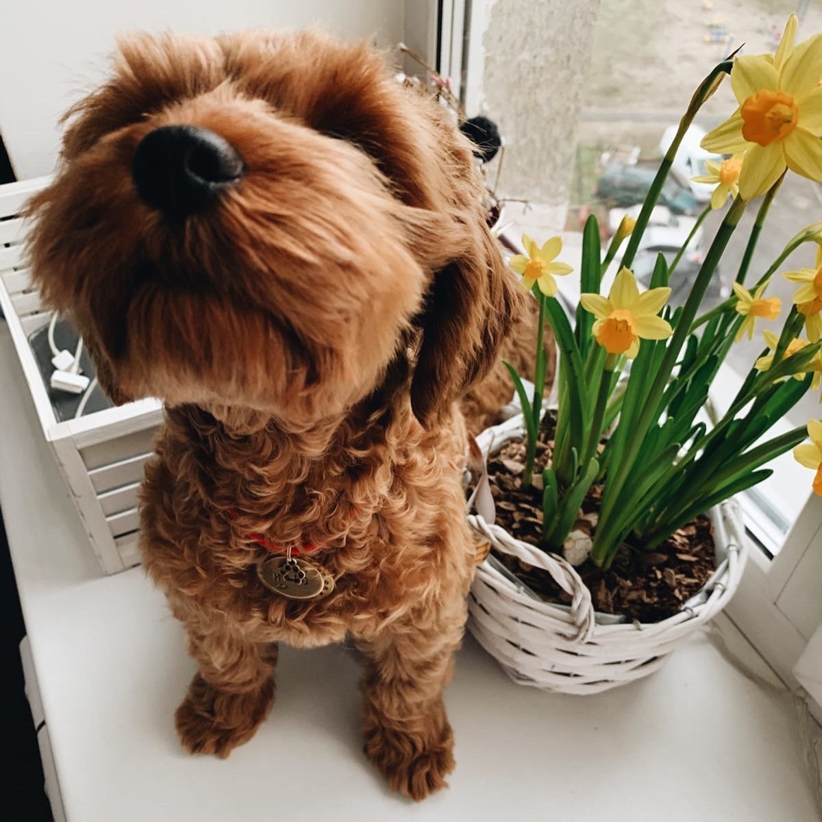 Собаки для дома