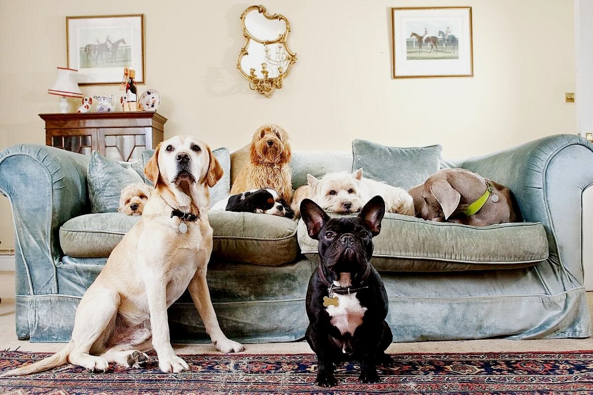 Дом для собаки