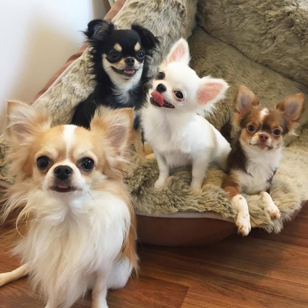 Французский бульдог