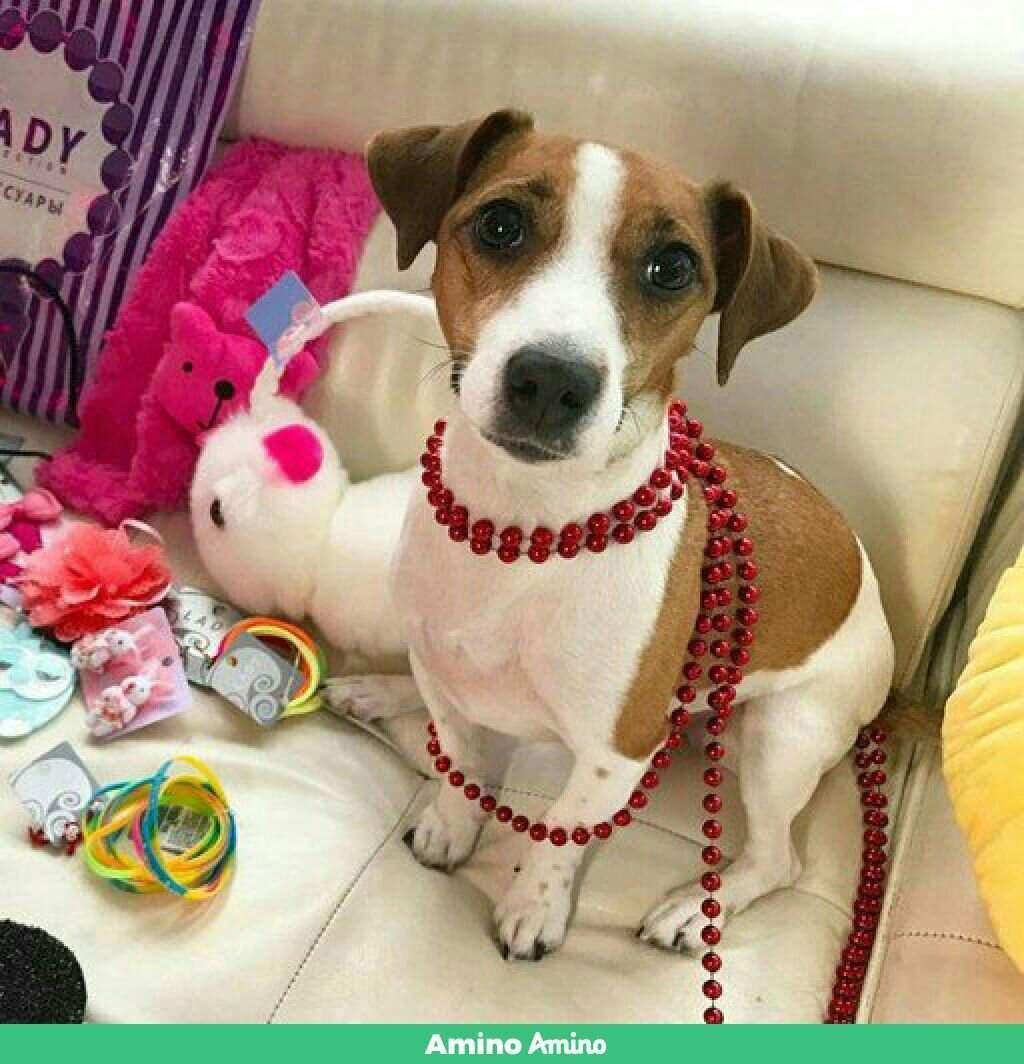 Девушка с собакой Эстетика