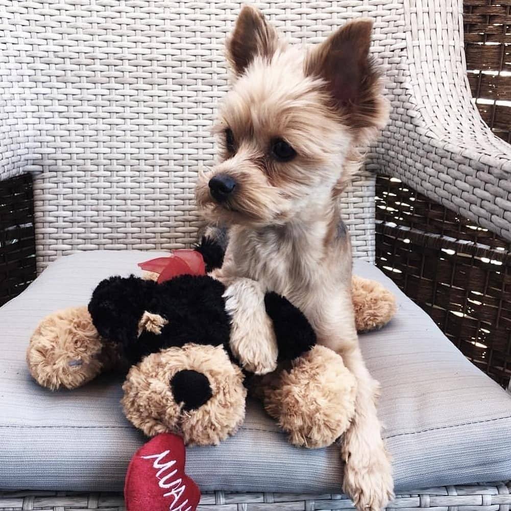 Пудель гигант