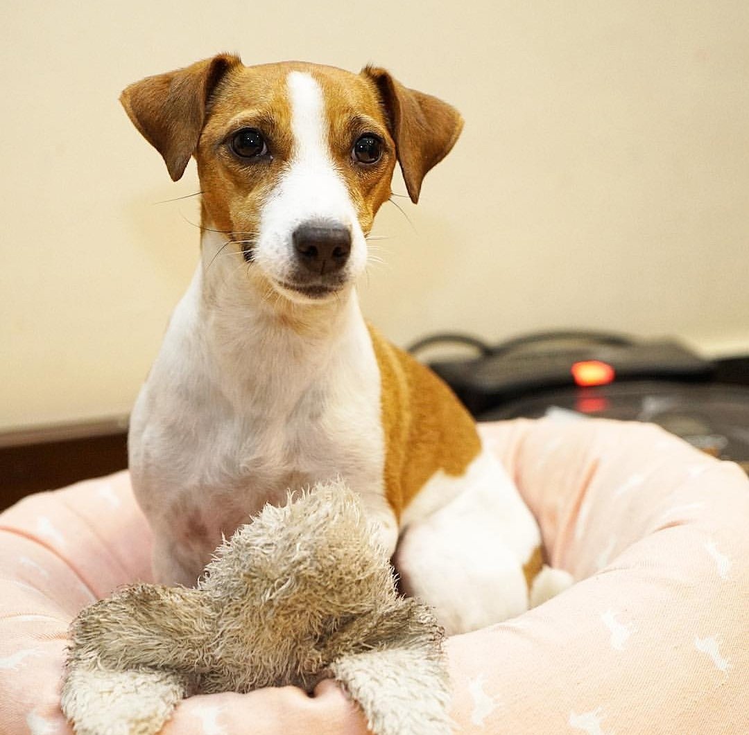 Джек Рассел Джина