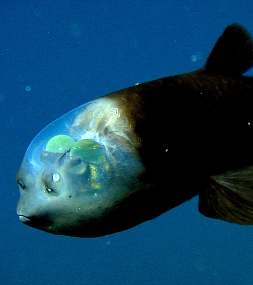 Рыба удильщик глубина обитания