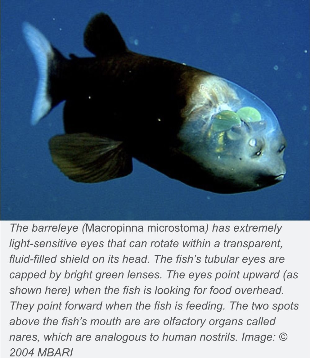 Giant Pacific Octopus