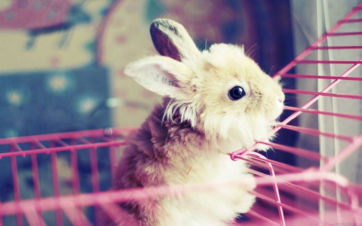 Разноцветные кролики