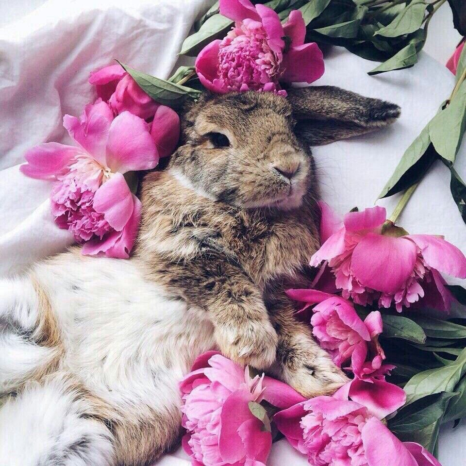 Котик с заячьими ушками