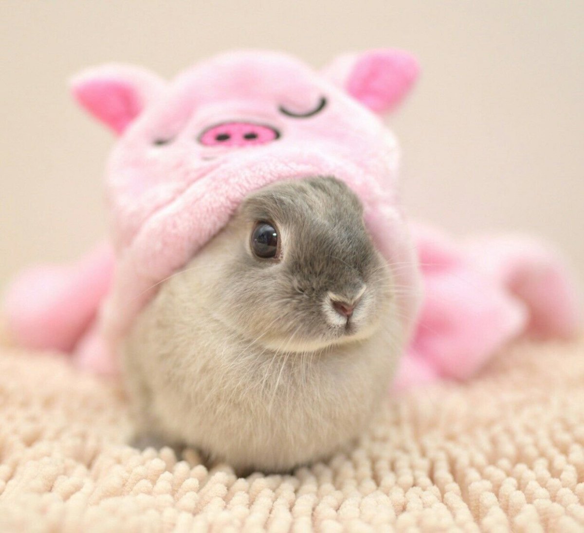 Милые кролики розовые