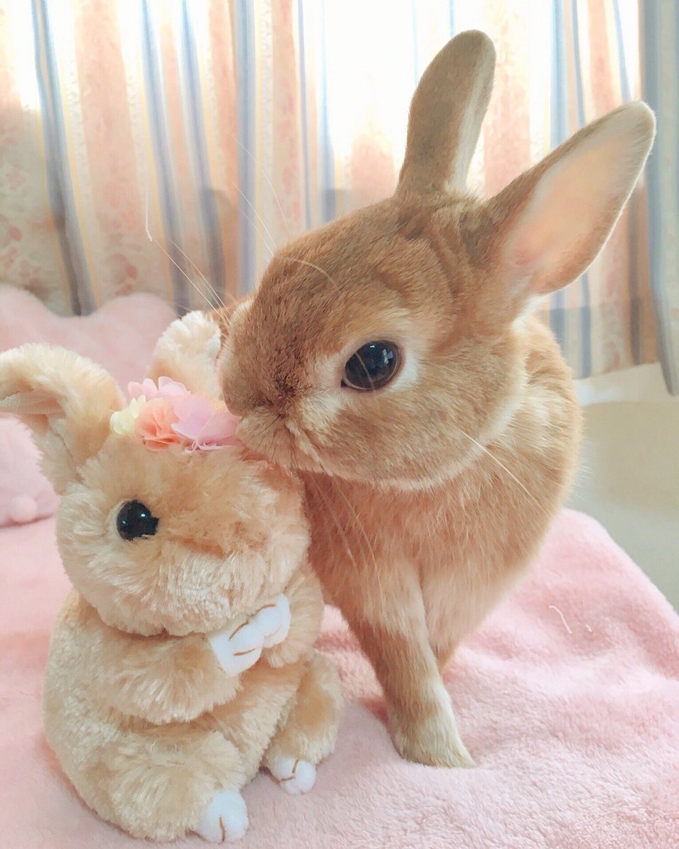 Кролик тумблер