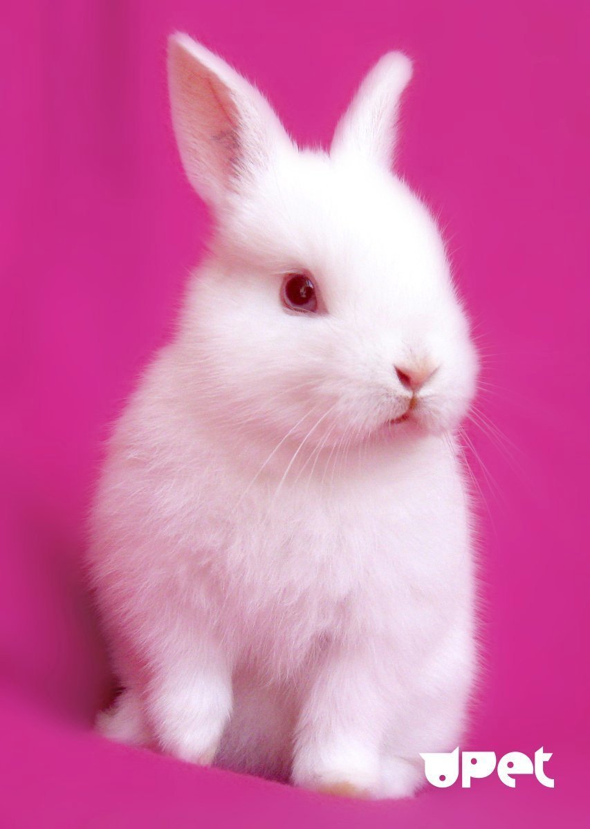 Розовые зайчики