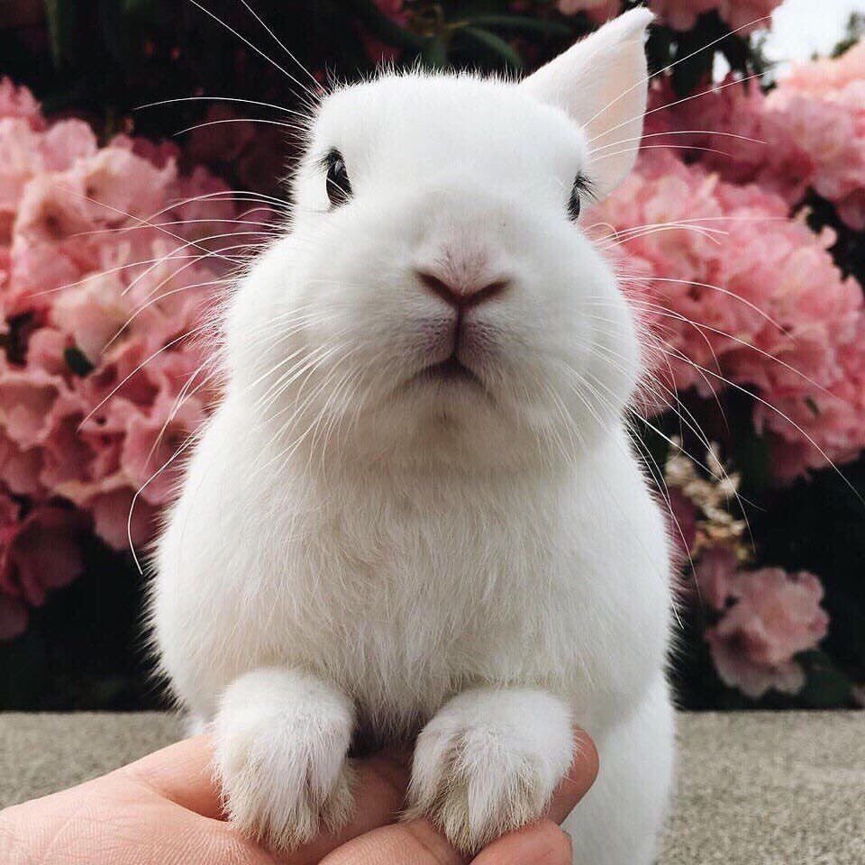 Заяц розовый