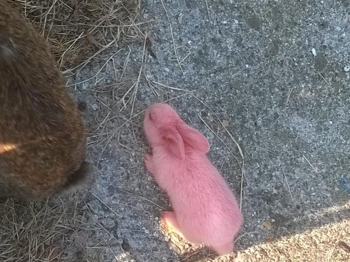 Игрушка Чонгука bt21