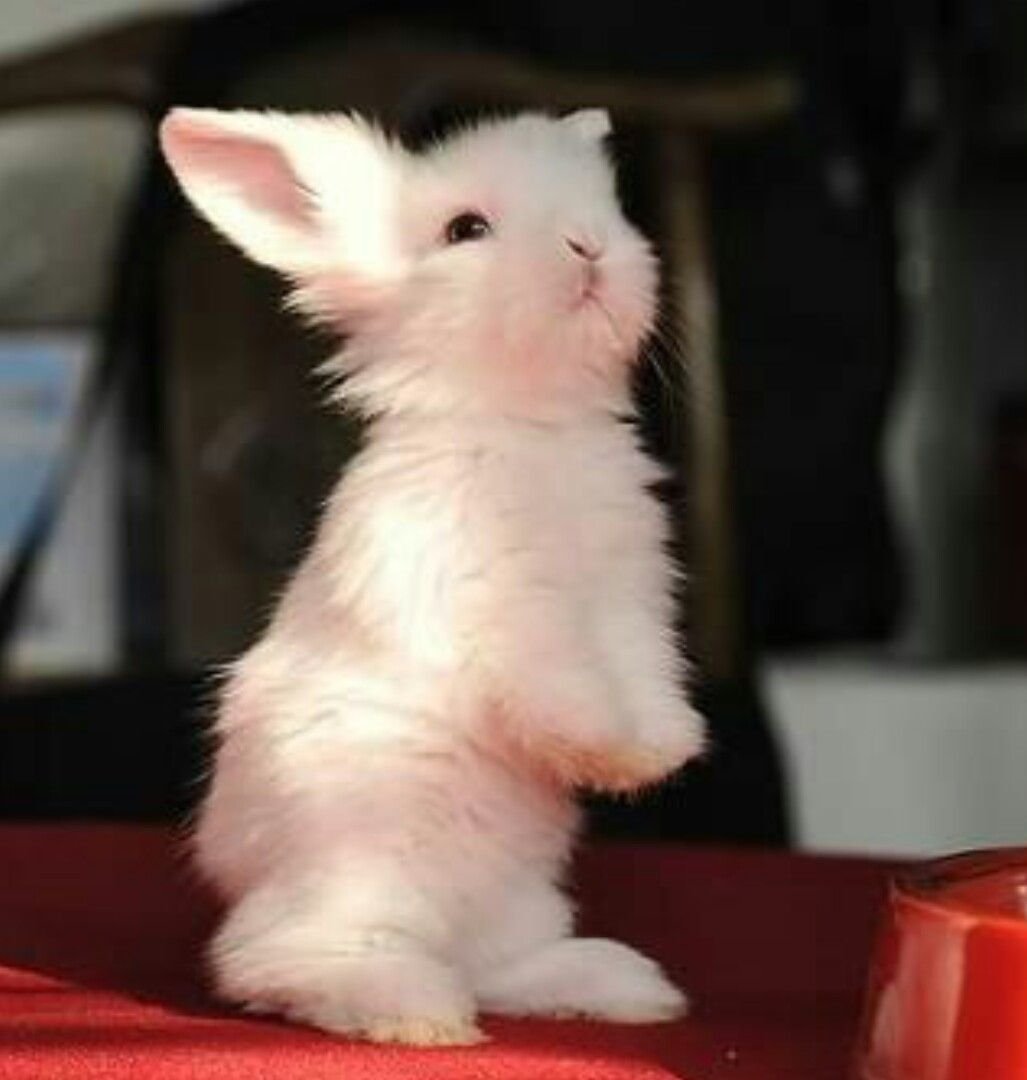 Розовый кролик Эстетика