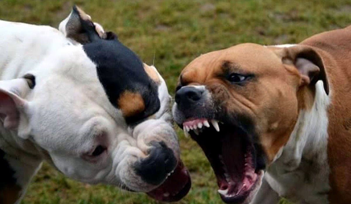 Американский питбультерьер собачьи бои с