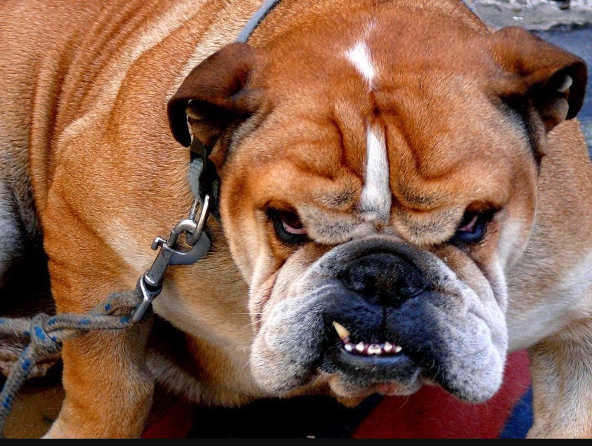 Английский бульдог злой
