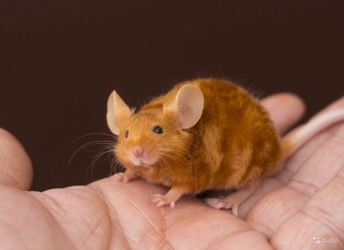 Сатиновая крыса Дамбо