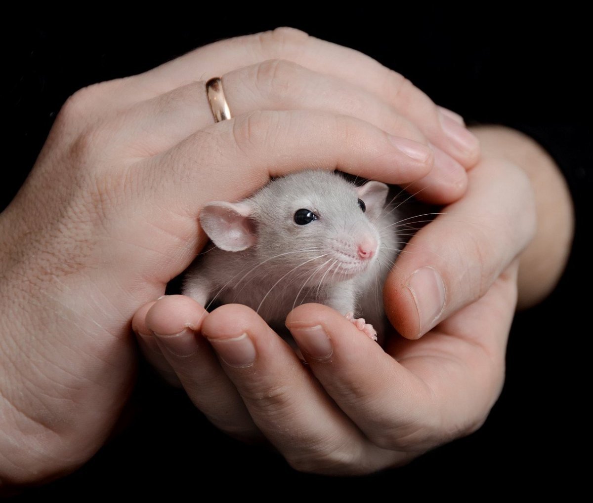 Сирийский хомяк альбинос