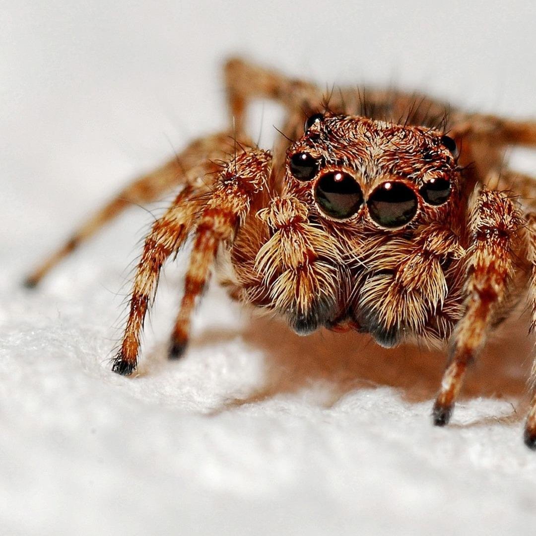 Пустынный паук фаланга