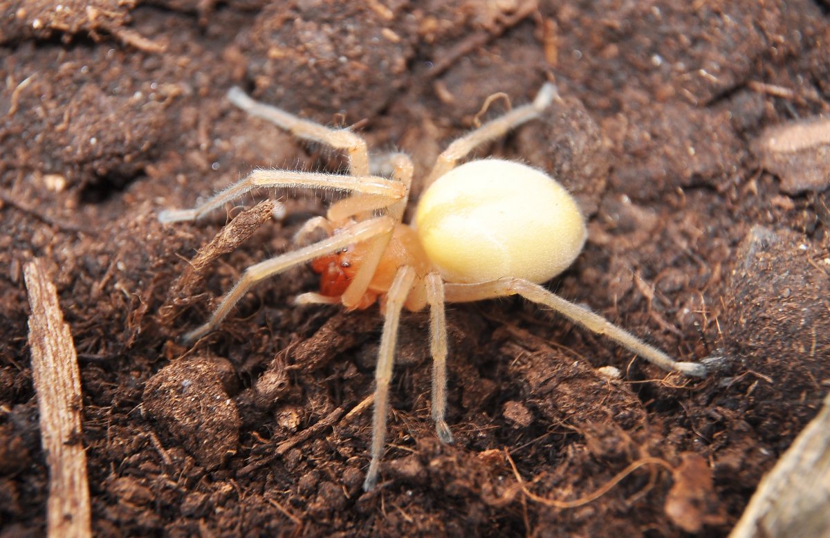 Паук Cheiracanthium punctorium