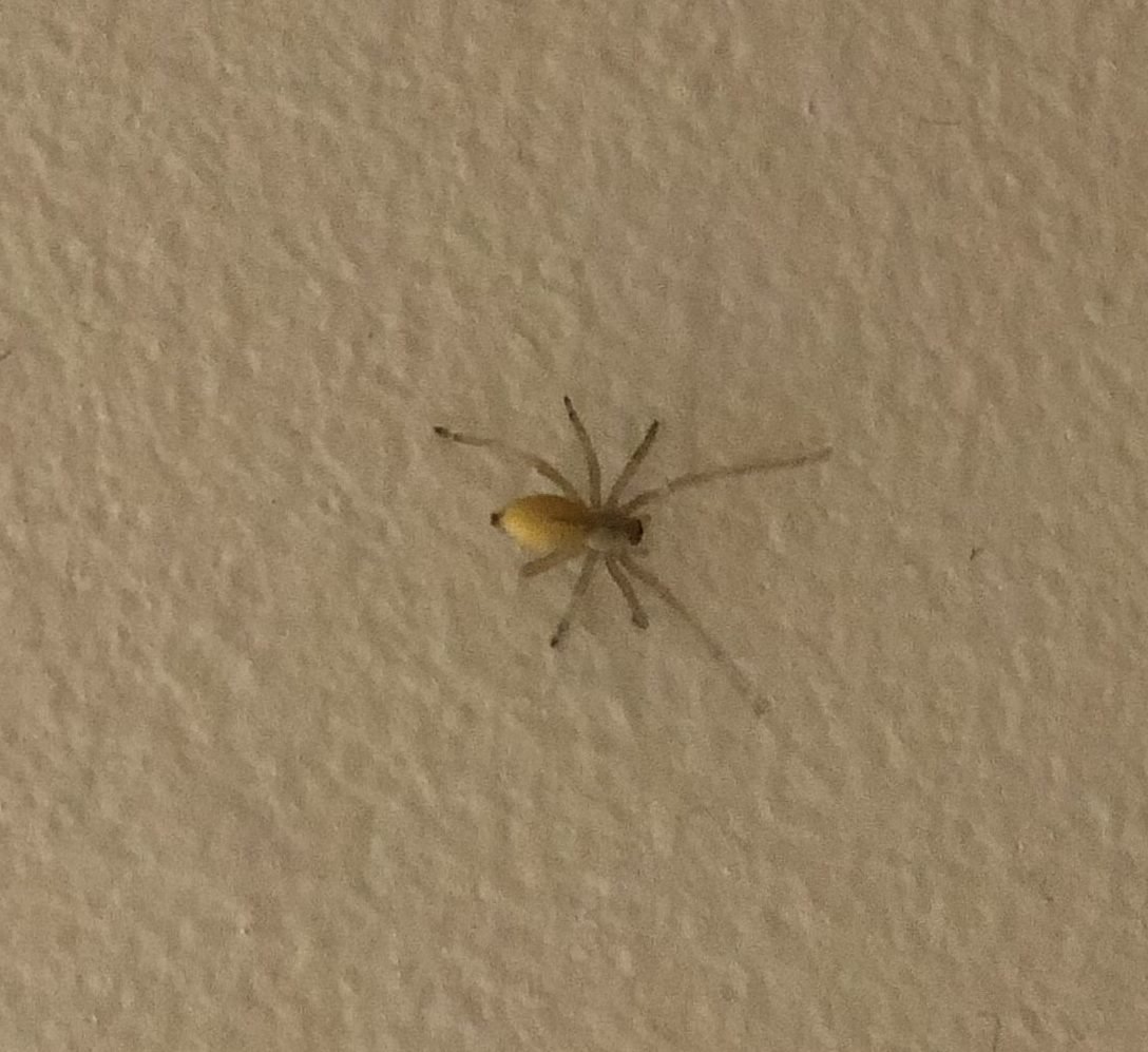 Желтый паук Сак Cheiracanthium