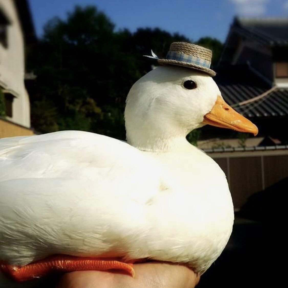 Большая утка