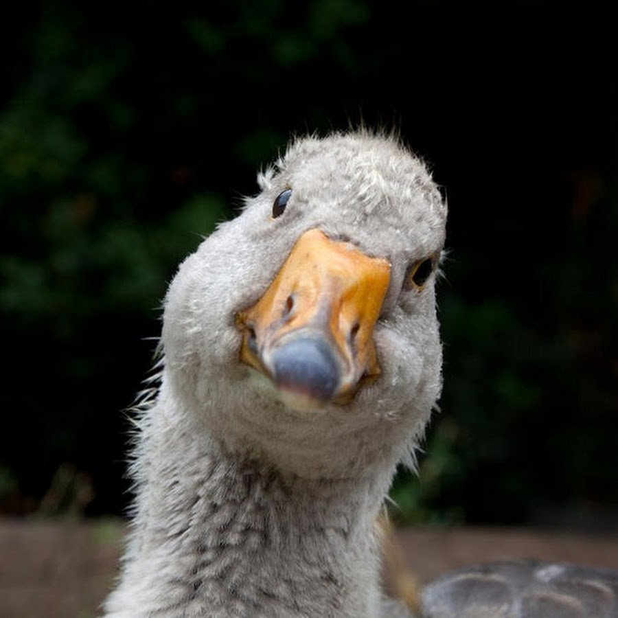 Гусь Евгений