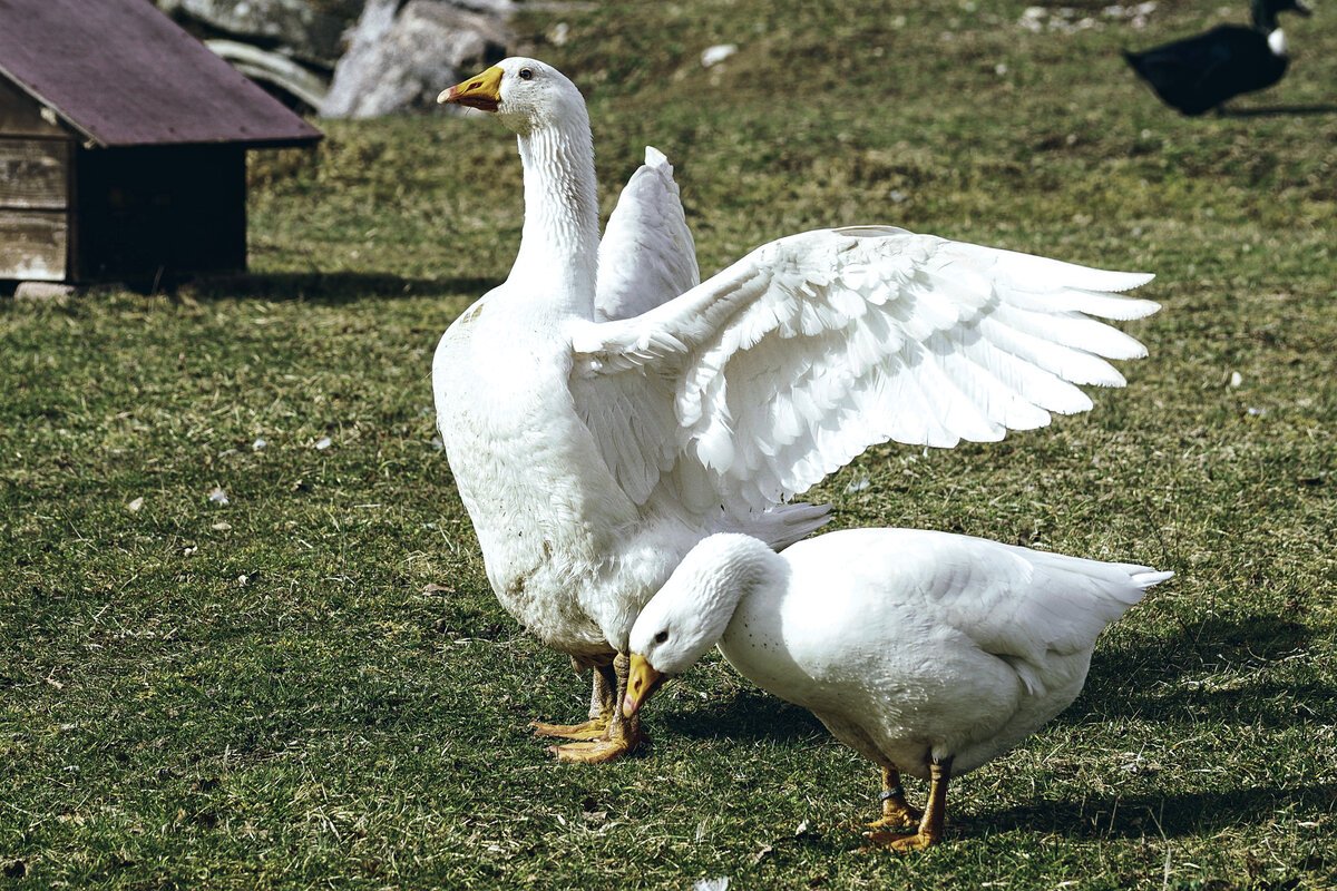 Нападающий Гусь