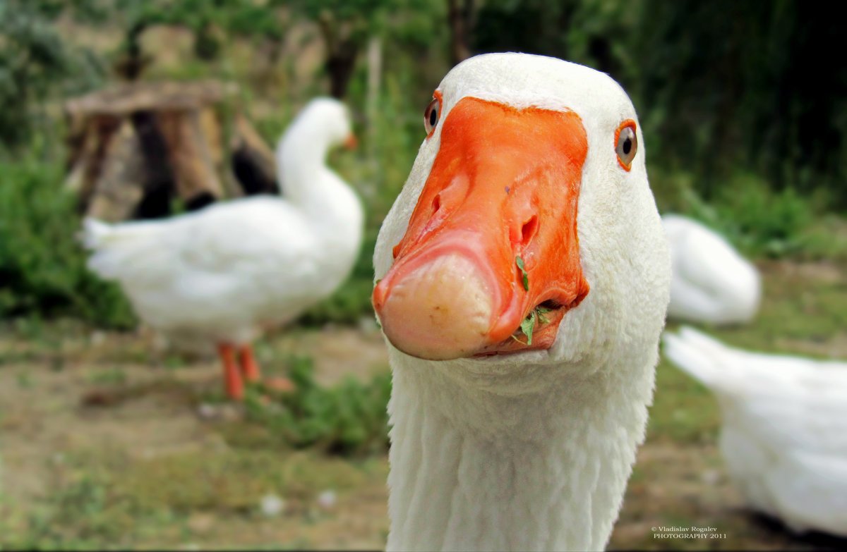 Смешная гусыня