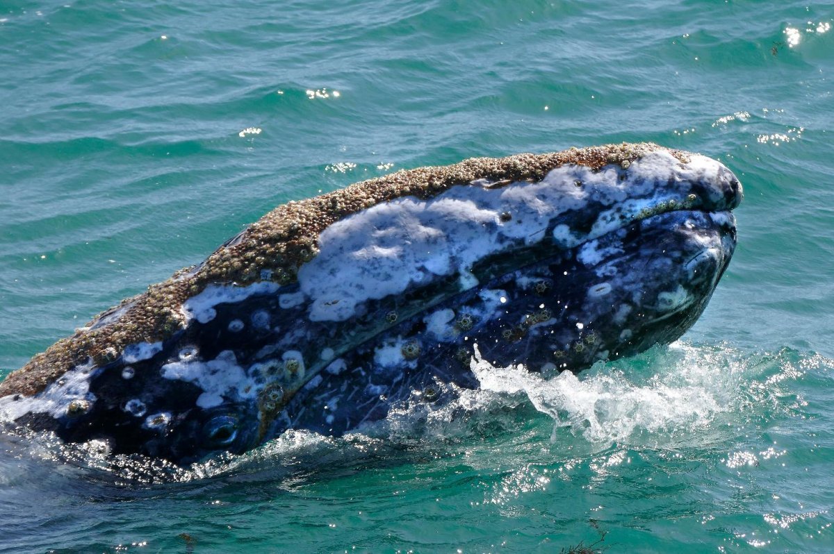 Место обитания серого кита