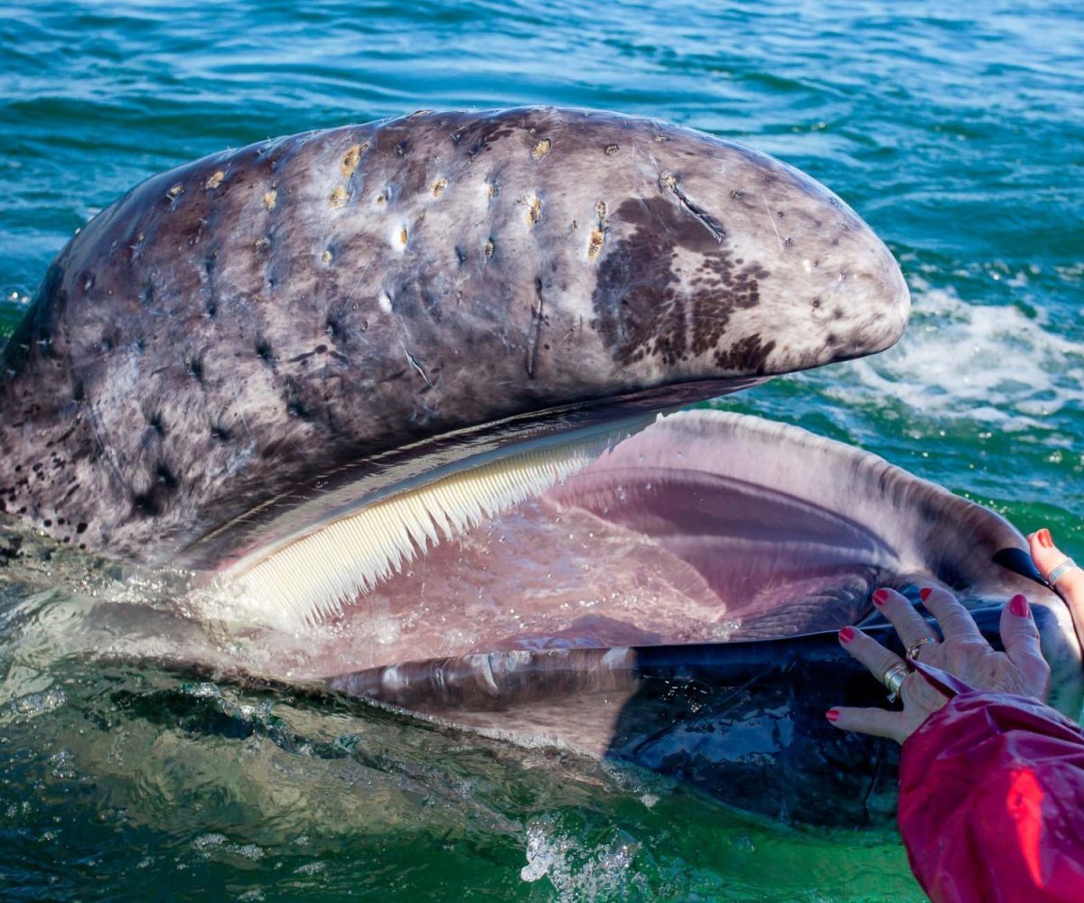 Китовый заповедник индийского океана