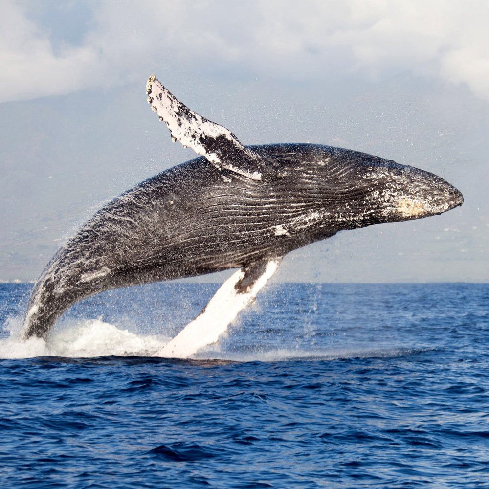 Горбач горбатый кит