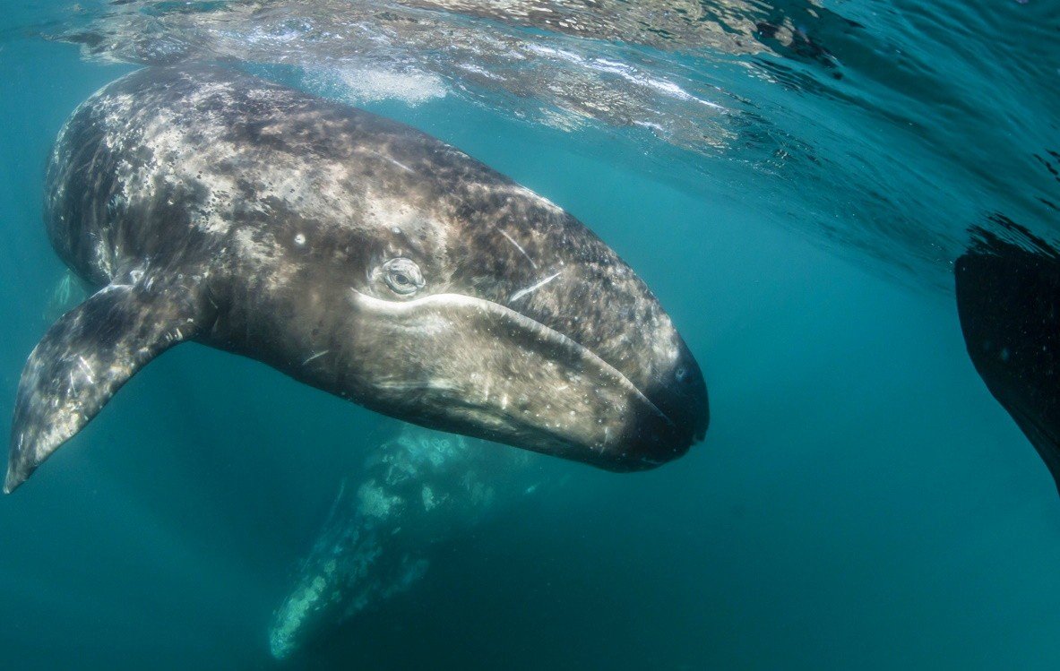Серый кит (чукотско-Калифорнийская популяция)