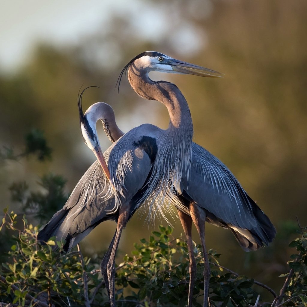 Гологорлая тигровая цапля