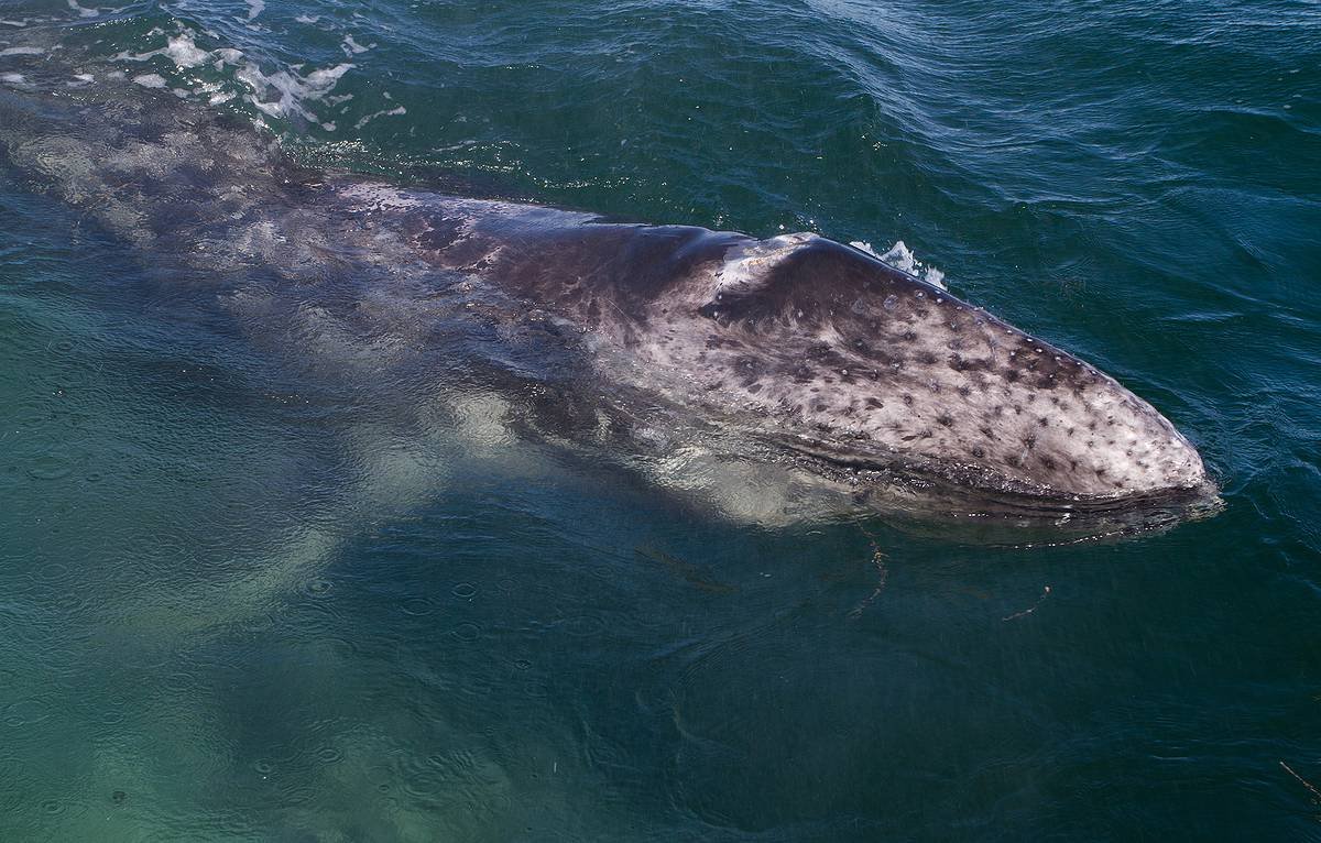 Герреро Негро