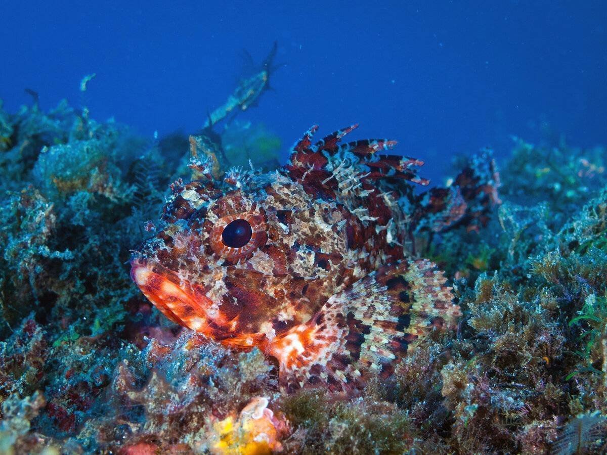 Рыба фугу в черном море