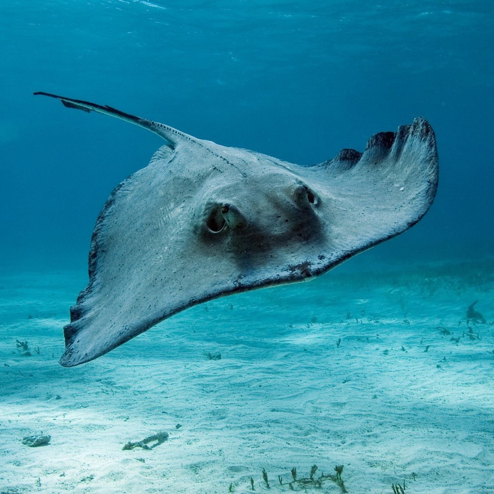 Рыбы Средиземного ядовитые