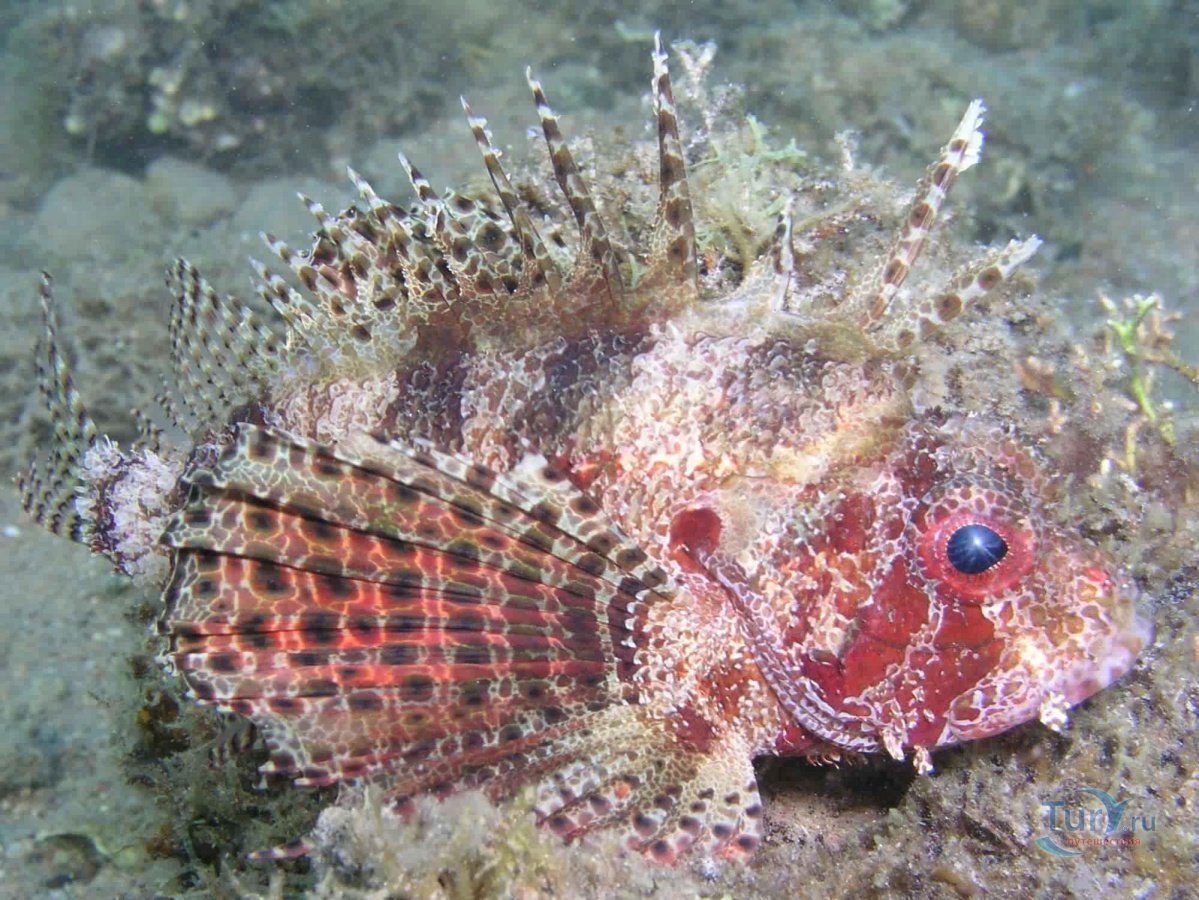 Рыба скорпена Черноморская