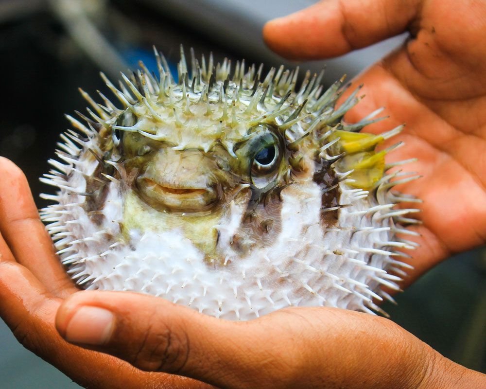 Черноморский дракон рыба