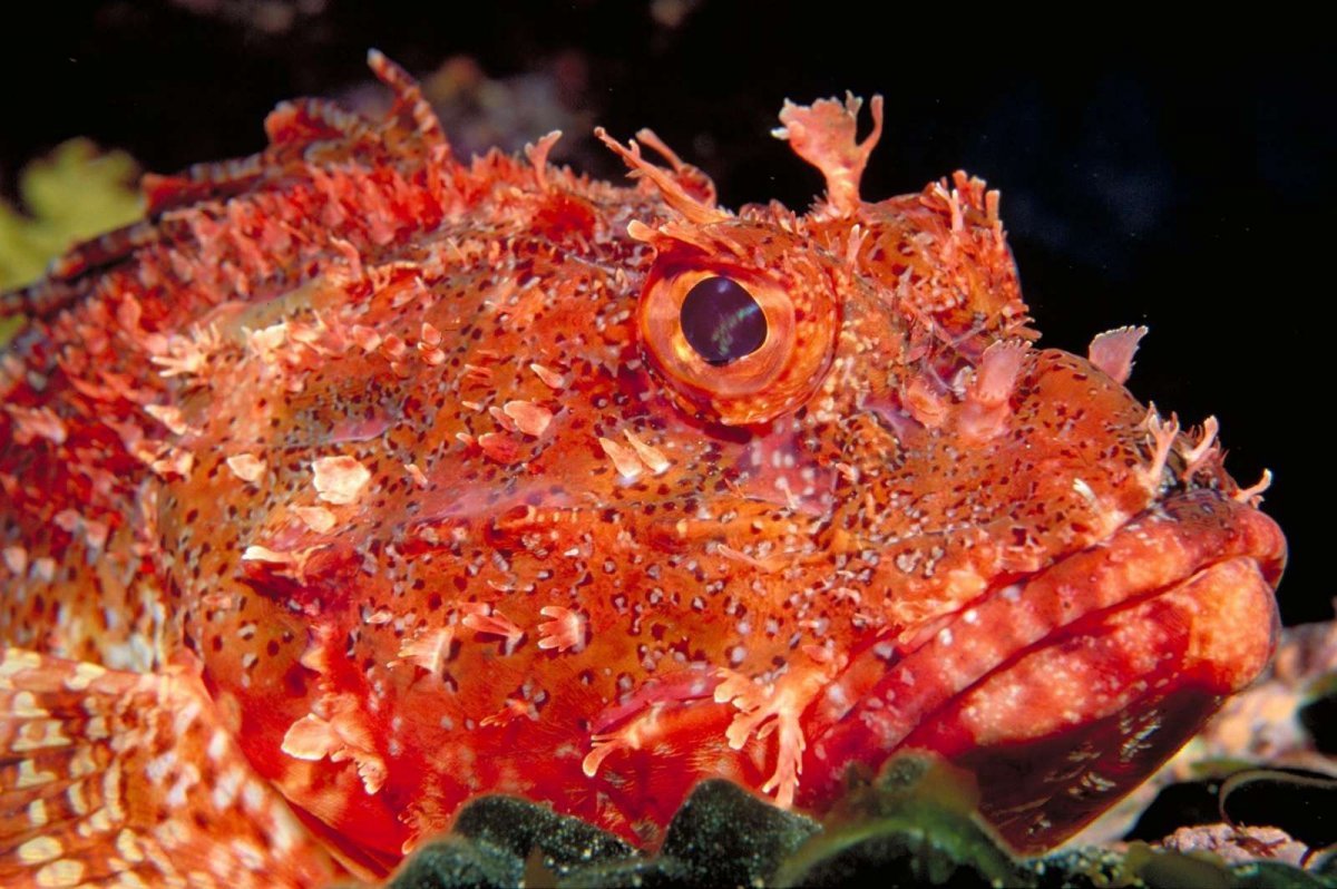 Тетродотоксин фугу