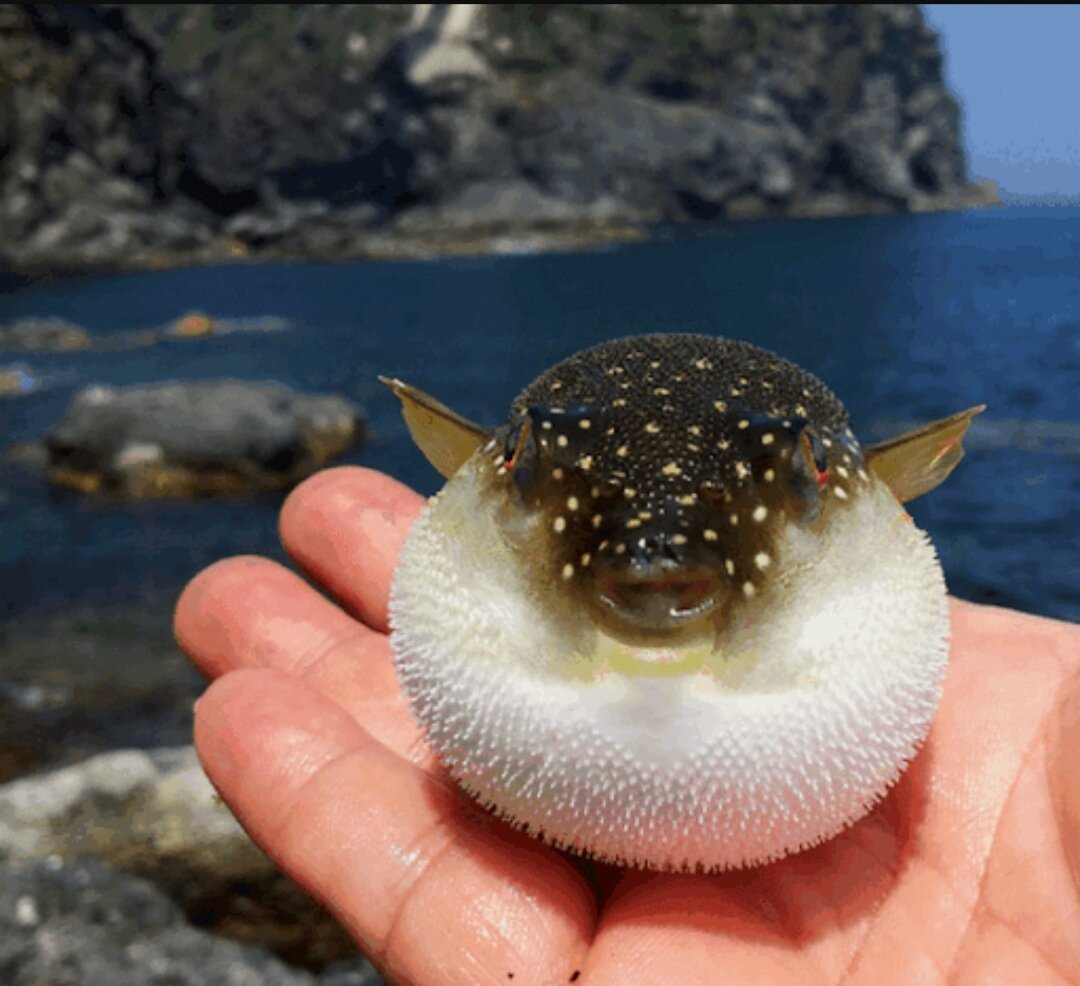 Зайцеголовый иглобрюх