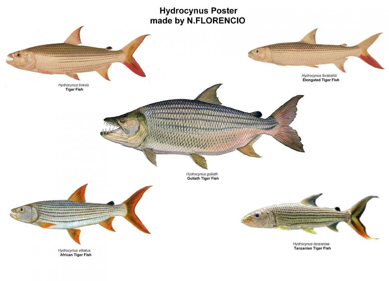 Сиговые породы рыб в аквариуме: перечень, особенности содержания