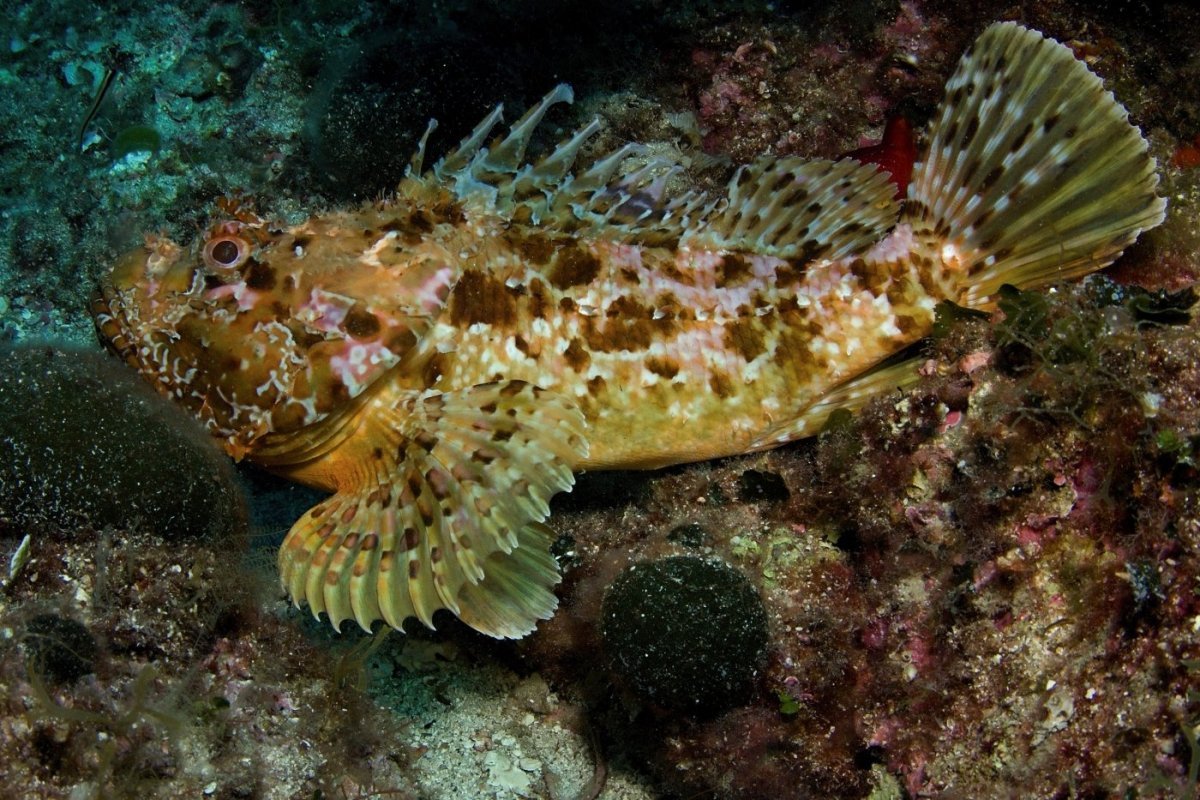 Морской дракончик (морской Скорпион)