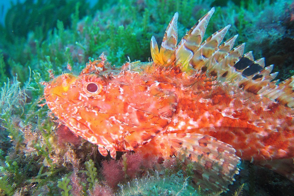 Скорпена Черноморская ядовитая