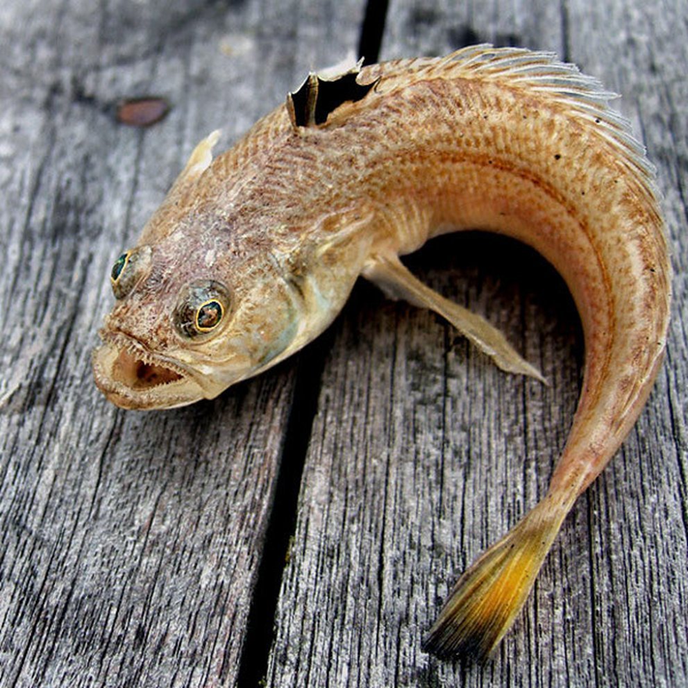 Золотистая скорпена