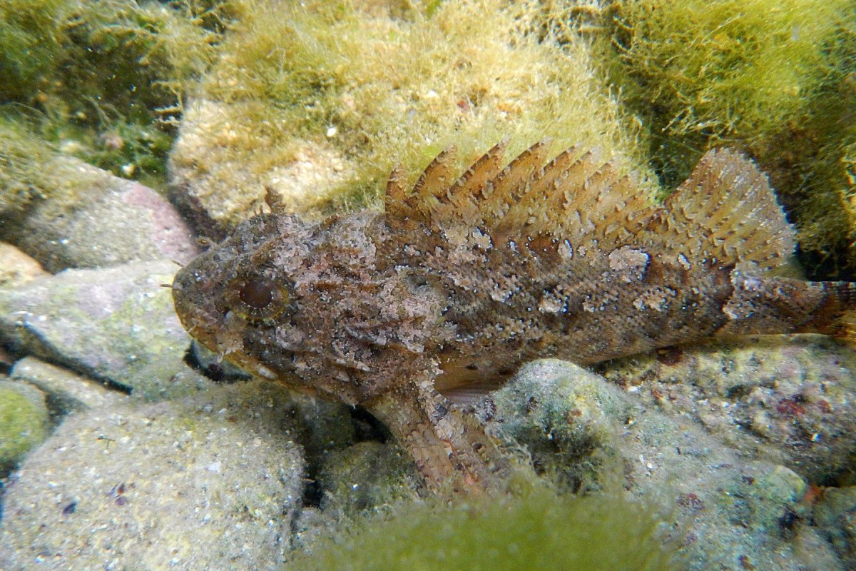 Скорпена рыба черного моря